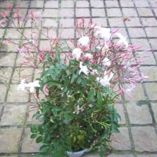 ハゴロモジャスミン　苗　花木　観葉植物(その他)