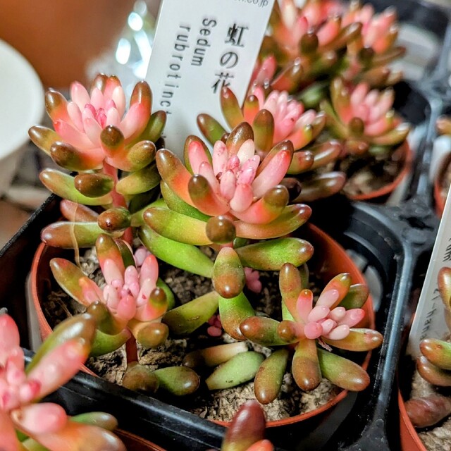 レア♪【抜き苗】産直！虹の花 多肉植物 セダム 紅葉 プレステラ プラ鉢 虹の玉 ハンドメイドのフラワー/ガーデン(その他)の商品写真