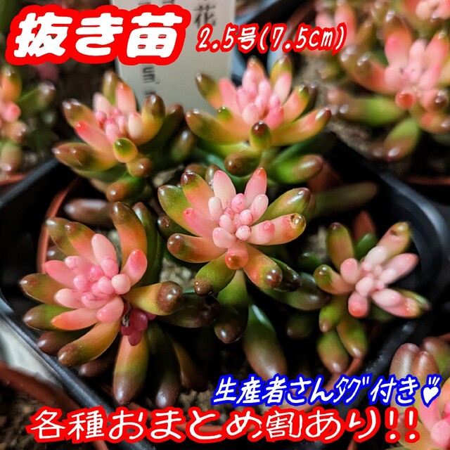 レア♪【抜き苗】産直！虹の花 多肉植物 セダム 紅葉 プレステラ プラ鉢 虹の玉 ハンドメイドのフラワー/ガーデン(その他)の商品写真