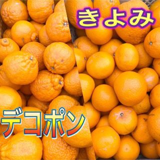 デコポン＆清見   ご家庭用   各2.5kgずつ(フルーツ)