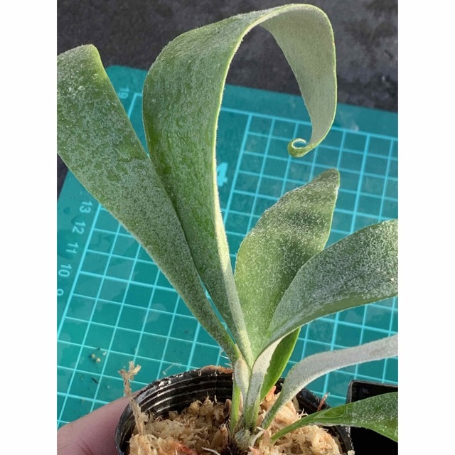 人気 水苔付き♪ ビカクシダ ベイチー お裾分け株 コウモリラン