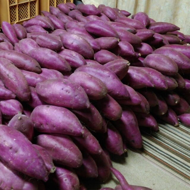 千葉県産　べにはるか　さつまいも　サツマイモ　サイズおまかせ約5.0㎏ 食品/飲料/酒の食品(野菜)の商品写真