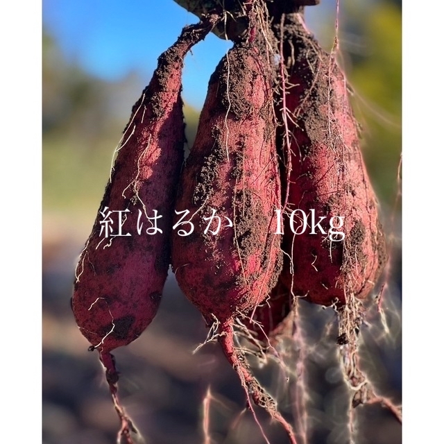 紅はるか10kg  茨城県産 食品/飲料/酒の食品(野菜)の商品写真