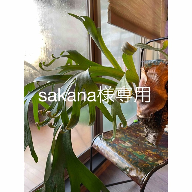 【sakana様専用】 エンタメ/ホビーのコレクション(その他)の商品写真