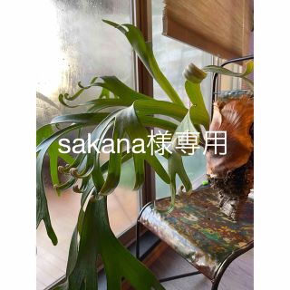 【sakana様専用】(その他)