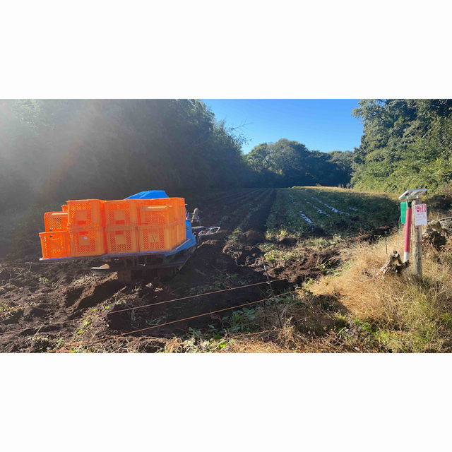 紅はるか10kg 茨城県産 食品/飲料/酒の食品(野菜)の商品写真