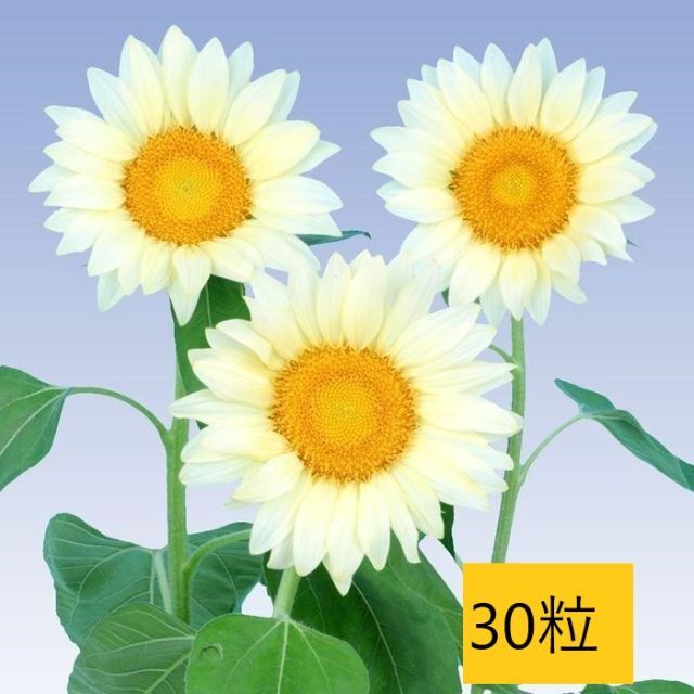 【花の種】３０粒　珍しい白いヒマワリ　ひまわり　F1ホワイトムーン　花びらが白系 ハンドメイドのフラワー/ガーデン(プランター)の商品写真