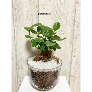 ガジュマル　観葉植物　ハイドロカルチャー(ドライフラワー)