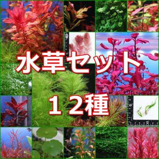 水草セット12種 「水中葉10種+水上葉2種」 水中葉 水上葉 無農薬(アクアリウム)