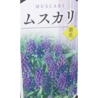 ムスカリ　苗　花木　観葉植物(その他)