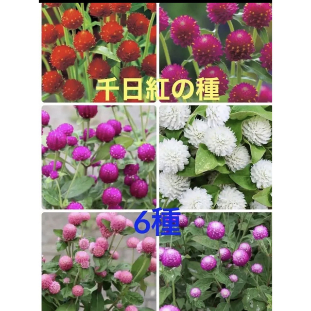 千日紅の種　6種　120粒 ハンドメイドのフラワー/ガーデン(その他)の商品写真