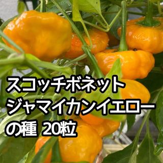 スコッチボネット ジャマイカン イエロー 唐辛子の種 20個(野菜)