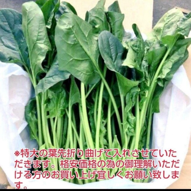 【増量中】短期再販中！お試しサイズ★鳥取県産有機特大肉厚ほうれん草1.5kg 食品/飲料/酒の食品(野菜)の商品写真