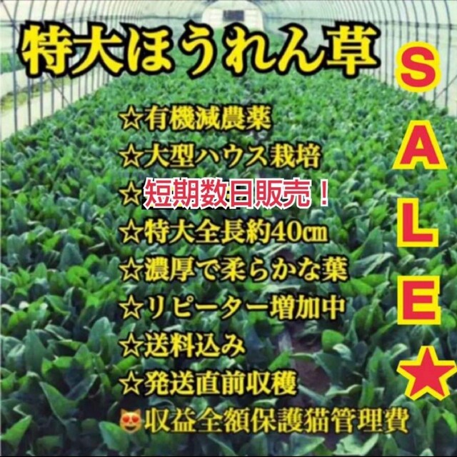 【増量中】短期再販中！お試しサイズ★鳥取県産有機特大肉厚ほうれん草1.5kg 食品/飲料/酒の食品(野菜)の商品写真