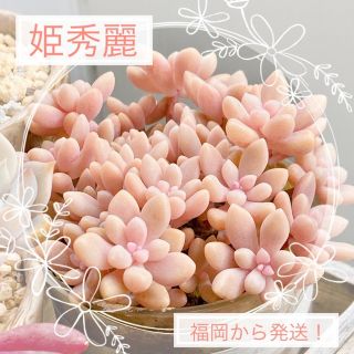 多肉植物　姫秀麗10本とおまけ　カット苗(その他)