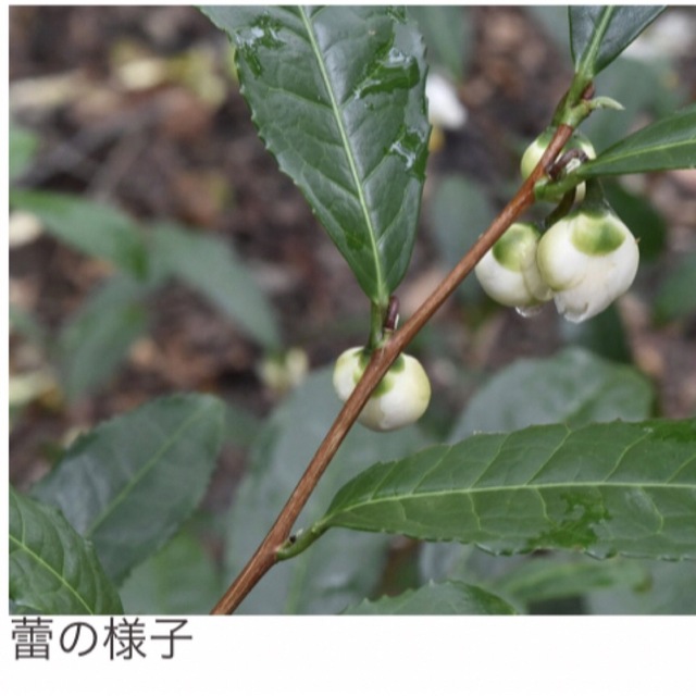 茨城産 お茶の種 無農薬栽培 タネ 15粒  蒔き時期3.4月 食品/飲料/酒の飲料(茶)の商品写真