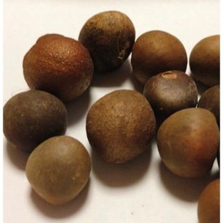 茨城産 お茶の種 無農薬栽培 タネ 15粒  蒔き時期3.4月(茶)