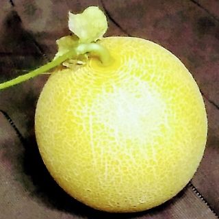 野菜タネ　ネットメロン種　ころたん　種子12粒(野菜)