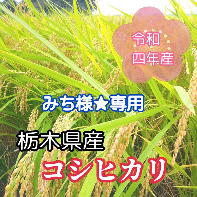 コシヒカリ【令和4年産】　栃木県産　米/穀物