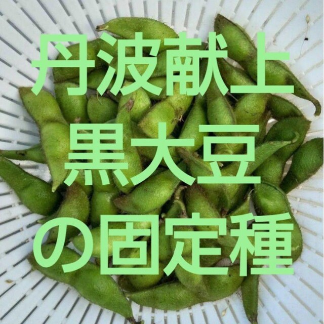 丹波献上黒大豆の固定種 食品/飲料/酒の食品(野菜)の商品写真