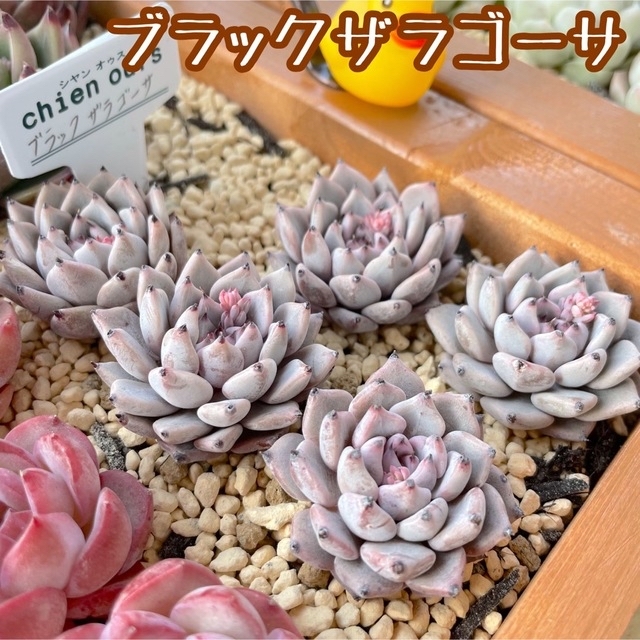 ブラックザラゴーサ  多肉植物  約4cm  ハンドメイドのフラワー/ガーデン(その他)の商品写真