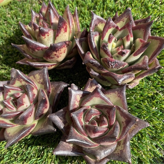 ブラックザラゴーサ  多肉植物  約4cm  ハンドメイドのフラワー/ガーデン(その他)の商品写真