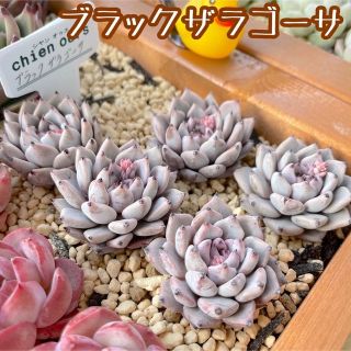 ブラックザラゴーサ  多肉植物  約4cm (その他)