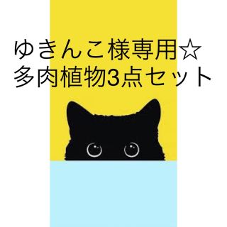 ゆきんこ様専用出品ページです！(その他)