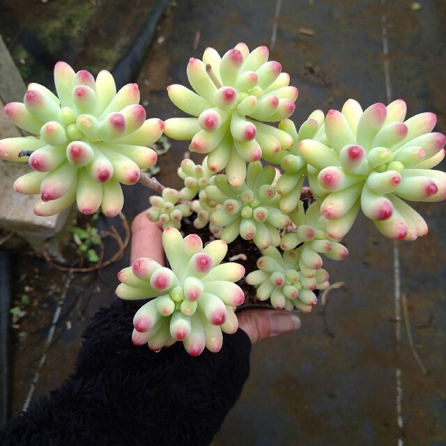 多肉植物 乙女心木立かなり大きめ抜き苗 多肉植物 乙女心木立かなり大きめ抜き苗