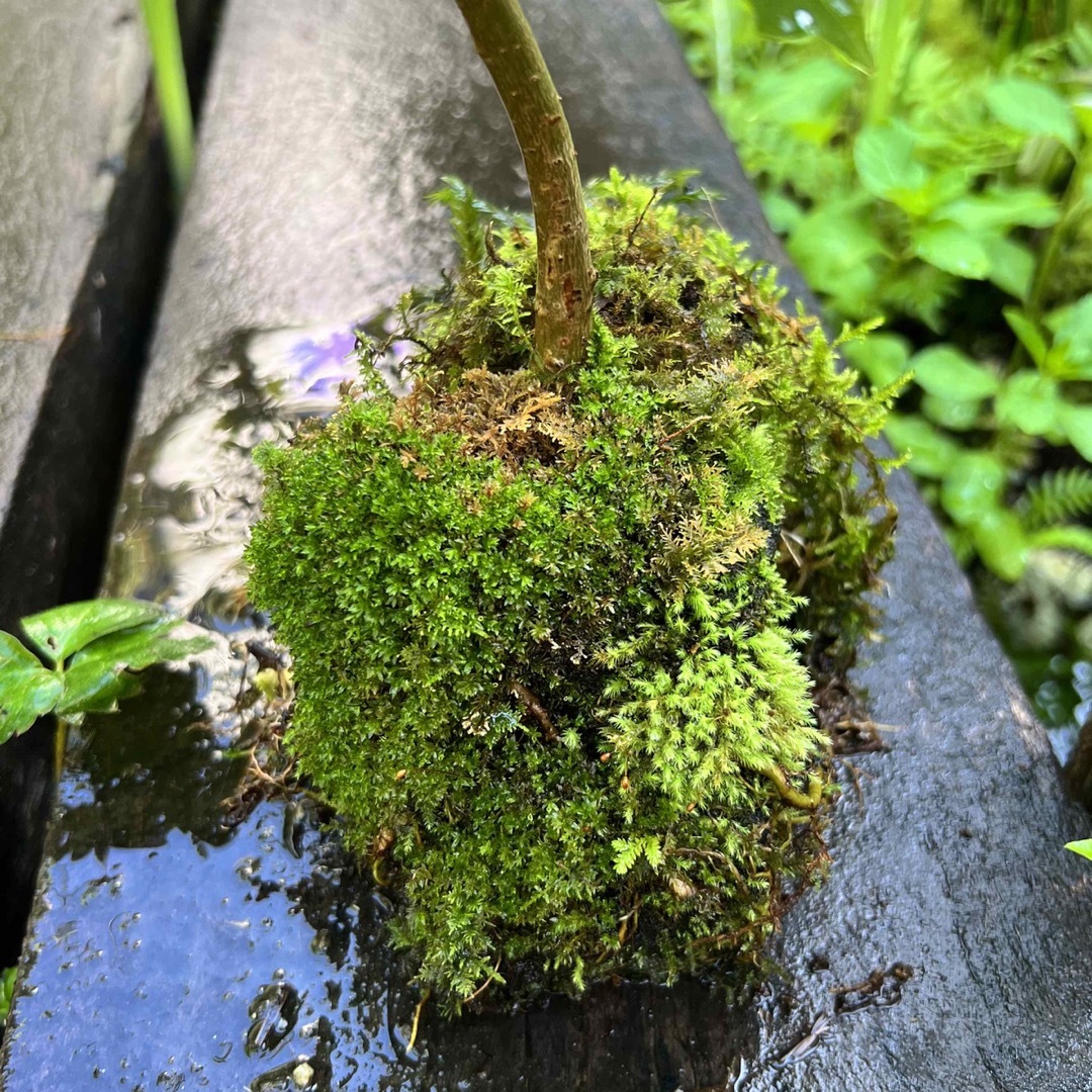 大苗　ウンベラータ