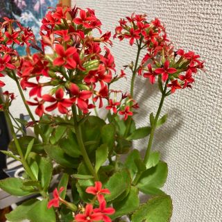 ② カランコエ　3種類　カット苗　多肉植物(その他)