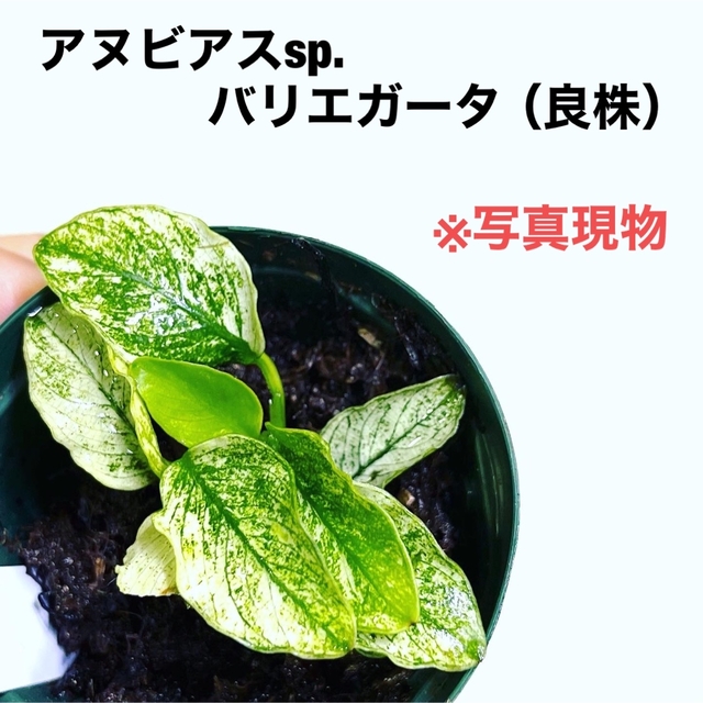 高級品 ◆アヌビアス・ジャングルスター(良株) #アヌビアス珍さかな屋 水草セット