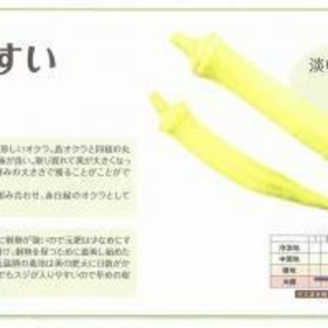 ＜野菜の種＞２０粒　白ひすい　丸莢おくら　白に近い淡いグリーンオクラ ハンドメイドのフラワー/ガーデン(プランター)の商品写真