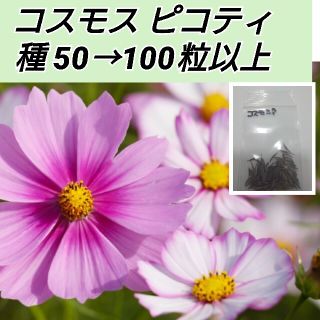 コスモス ピコティ 花種100粒以上(プランター)