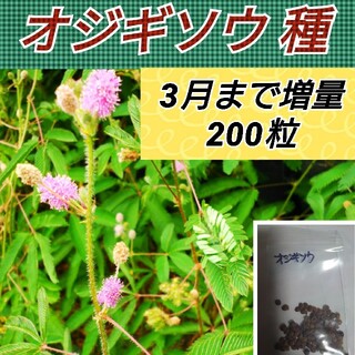 オジギソウ 種 100→200粒以上 3月まで増量(プランター)