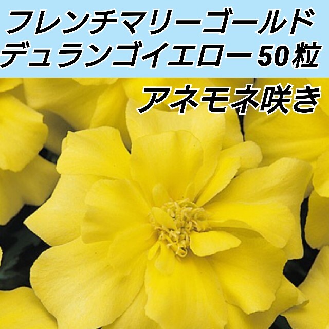 フレンチマリーゴールド デュランゴイエロー 種50粒以上 ハンドメイドのフラワー/ガーデン(プランター)の商品写真