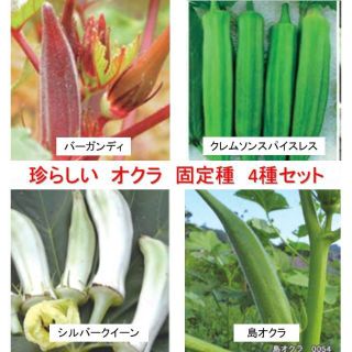 珍らしい　オクラ　固定種　4種セット　日曜日発送(その他)