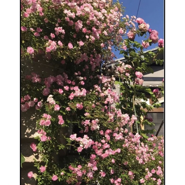 バラ苗　ミニつるバラ　オダマキ付き ハンドメイドのフラワー/ガーデン(その他)の商品写真