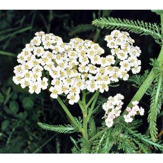 ＜花の種＞ヤローホワイト　アキレア　0.3ｍｌ　約850粒　ノコギリソウ(プランター)