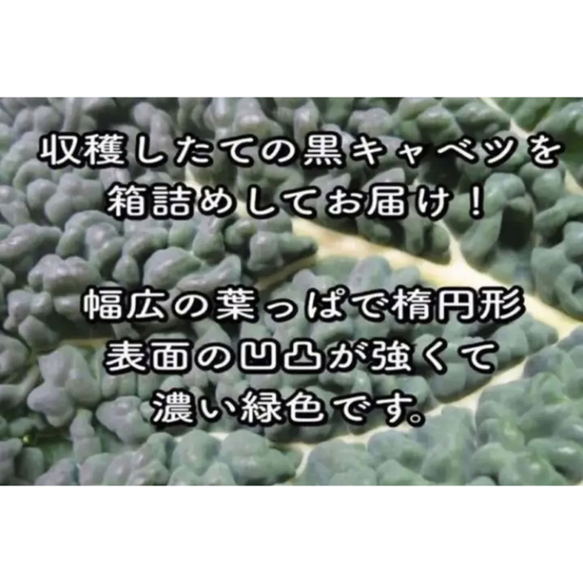 珍しい緑黄色野菜⑅◡̈* カーボログランリーフ　黒キャベツ　カーボロネロ　野菜 食品/飲料/酒の食品(野菜)の商品写真