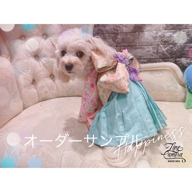 B260.pon2pan2オーダー犬袴☆春☆サクラ