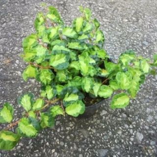プミラ　苗　月光　フィカス 模様入り　宿根草 多年草　観葉植物(その他)