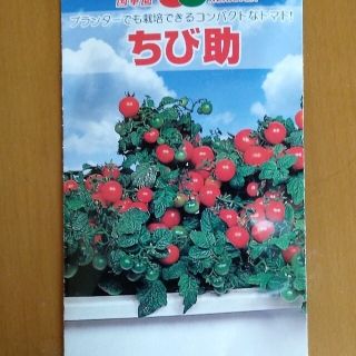 野菜タネ　ミニトマト種　ちび助　種子25粒　正規品　支柱不要　わき芽取り不要(野菜)