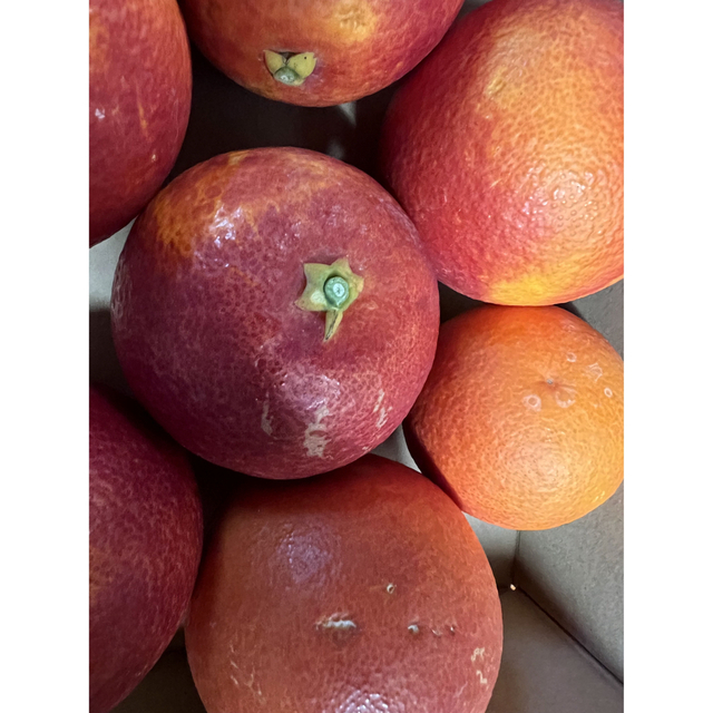 ブラッドオレンジ　箱込み1kg 食品/飲料/酒の食品(フルーツ)の商品写真