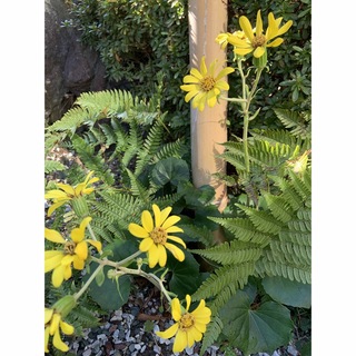 ツワブキの種☺︎150個✴︎冬に咲く黄色い花✴︎ガーデニング✴︎食用(野菜)