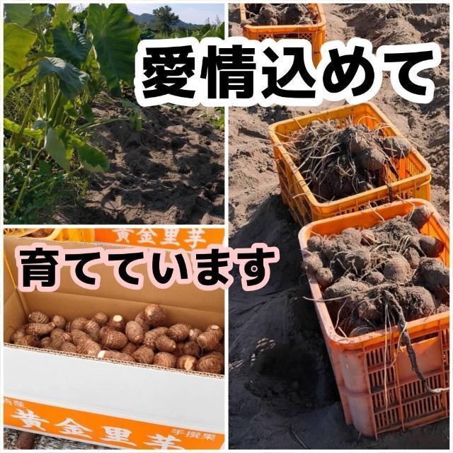 【鳥取県産】黄金里芋　サトイモ　山芋　大和芋　 宅急便コンパクト　1kg前後 食品/飲料/酒の食品(野菜)の商品写真