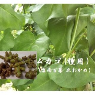 NF8 アカザカズラのむかご 大きめ5粒 種用　丘わかめ　雲南百薬ムカゴ(野菜)