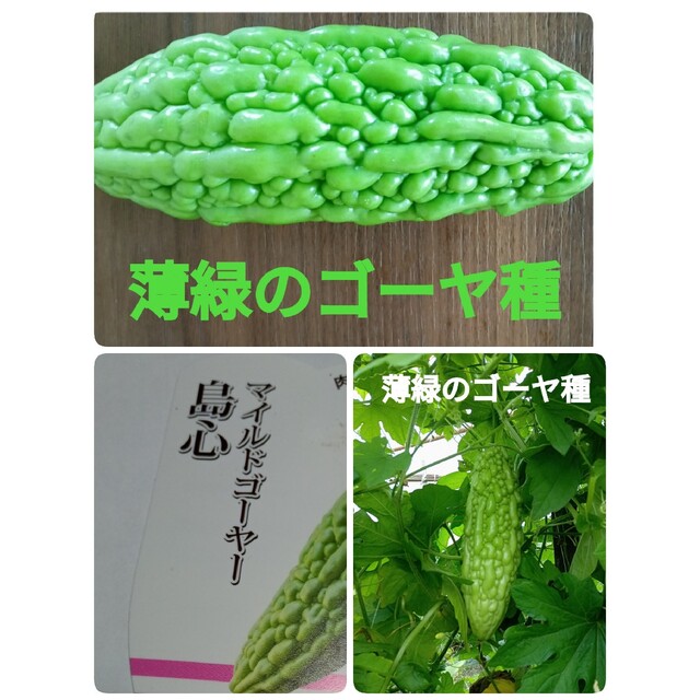 薄緑のゴーヤ種　タネ 食品/飲料/酒の食品(野菜)の商品写真