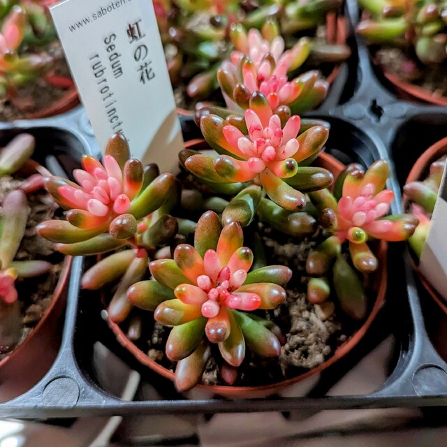 レア♪【抜き苗】産直！虹の花 多肉植物 セダム 紅葉 プレステラ プラ鉢 虹の玉 ハンドメイドのフラワー/ガーデン(その他)の商品写真