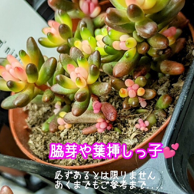 レア♪【抜き苗】産直！虹の花 多肉植物 セダム 紅葉 プレステラ プラ鉢 虹の玉 ハンドメイドのフラワー/ガーデン(その他)の商品写真